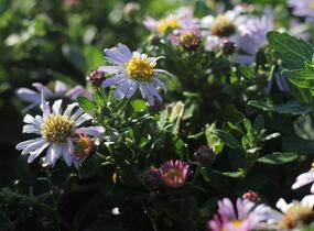 Hvězdnice křovitá 'Asmoe' - Aster ageratoides 'Asmoe'
