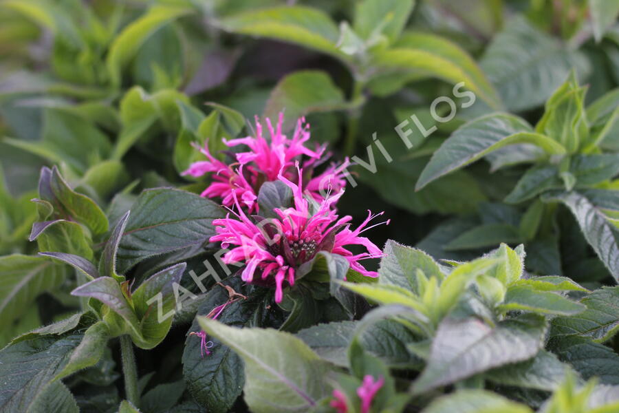 Zavinutka podvojná 'Cranberry Lace' - Monarda didyma 'Cranberry Lace'