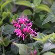 Zavinutka podvojná 'Cranberry Lace' - Monarda didyma 'Cranberry Lace'