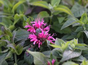 Zavinutka podvojná 'Cranberry Lace' - Monarda didyma 'Cranberry Lace'