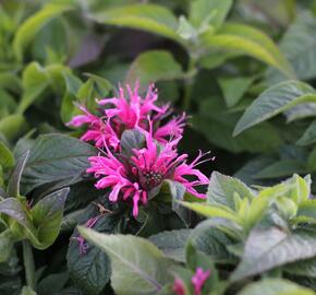 Zavinutka podvojná 'Cranberry Lace' - Monarda didyma 'Cranberry Lace'