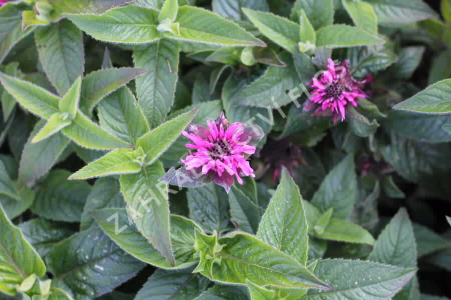 Zavinutka podvojná 'Cranberry Lace' - Monarda didyma 'Cranberry Lace'
