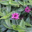 Zavinutka podvojná 'Cranberry Lace' - Monarda didyma 'Cranberry Lace'