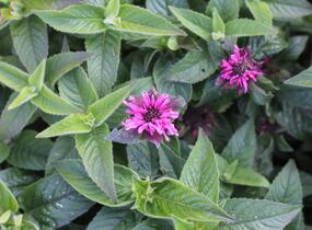 Zavinutka podvojná 'Cranberry Lace' - Monarda didyma 'Cranberry Lace'