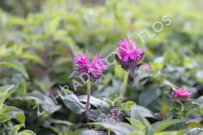 Zavinutka podvojná 'Cranberry Lace' - Monarda didyma 'Cranberry Lace'