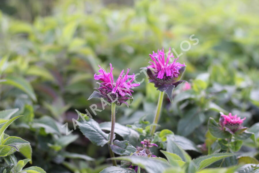 Zavinutka podvojná 'Cranberry Lace' - Monarda didyma 'Cranberry Lace'