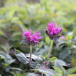 Zavinutka podvojná 'Cranberry Lace' - Monarda didyma 'Cranberry Lace'