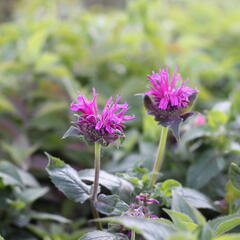 Zavinutka podvojná 'Cranberry Lace' - Monarda didyma 'Cranberry Lace'