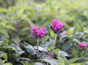 Zavinutka podvojná 'Cranberry Lace' - Monarda didyma 'Cranberry Lace'