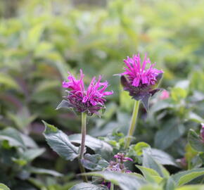 Zavinutka podvojná 'Cranberry Lace' - Monarda didyma 'Cranberry Lace'