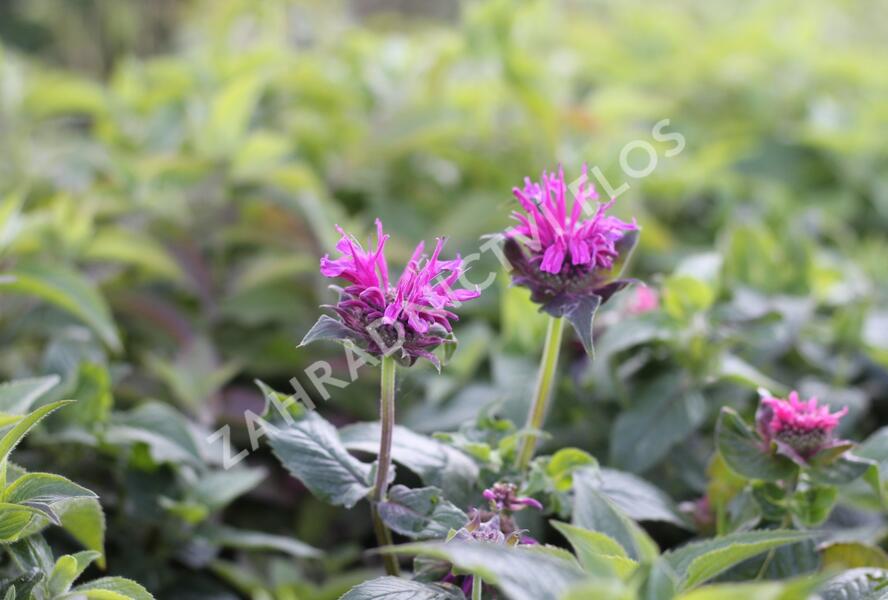 Zavinutka podvojná 'Cranberry Lace' - Monarda didyma 'Cranberry Lace'