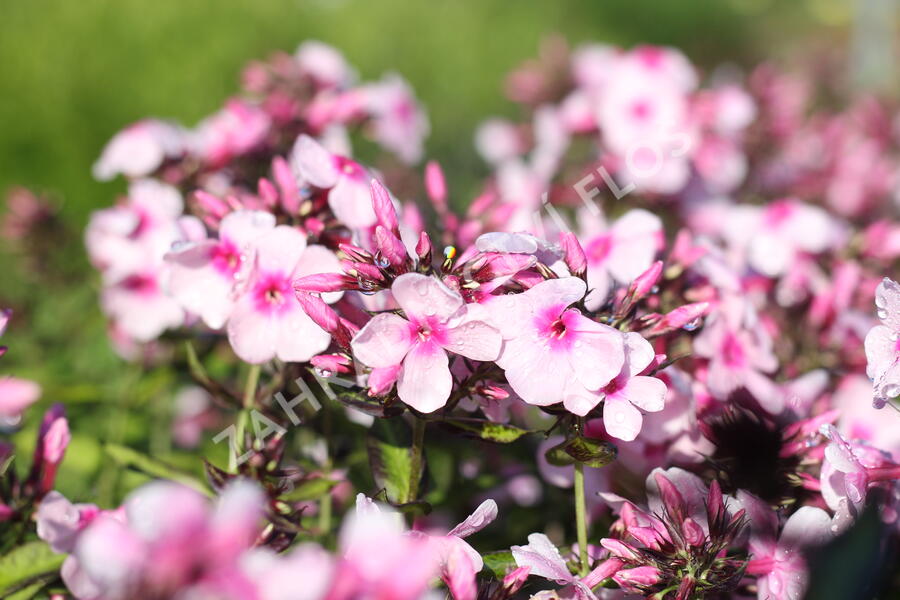 Plamenka latnatá 'Bright Eyes' - Phlox paniculata 'Bright Eyes'