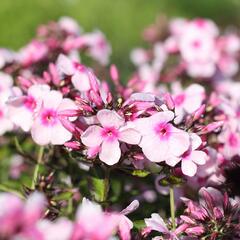 Plamenka latnatá 'Bright Eyes' - Phlox paniculata 'Bright Eyes'