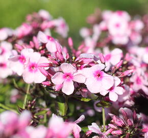 Plamenka latnatá 'Bright Eyes' - Phlox paniculata 'Bright Eyes'