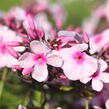 Plamenka latnatá 'Bright Eyes' - Phlox paniculata 'Bright Eyes'