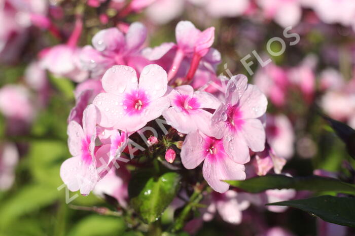 Plamenka latnatá 'Bright Eyes' - Phlox paniculata 'Bright Eyes'