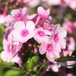 Plamenka latnatá 'Bright Eyes' - Phlox paniculata 'Bright Eyes'