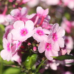 Plamenka latnatá 'Bright Eyes' - Phlox paniculata 'Bright Eyes'