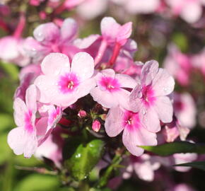 Plamenka latnatá 'Bright Eyes' - Phlox paniculata 'Bright Eyes'