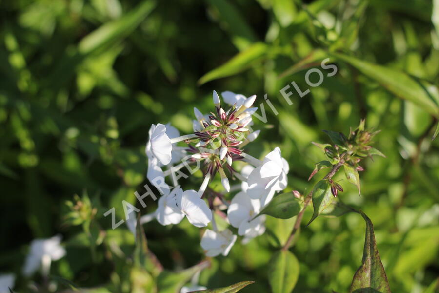 Plamenka 'Schneelawine' - Phlox maculata 'Schneelawine'