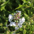 Plamenka 'Schneelawine' - Phlox maculata 'Schneelawine'