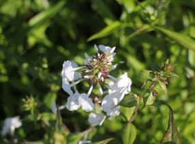Plamenka 'Schneelawine' - Phlox maculata 'Schneelawine'
