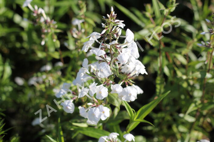 Plamenka 'Schneelawine' - Phlox maculata 'Schneelawine'