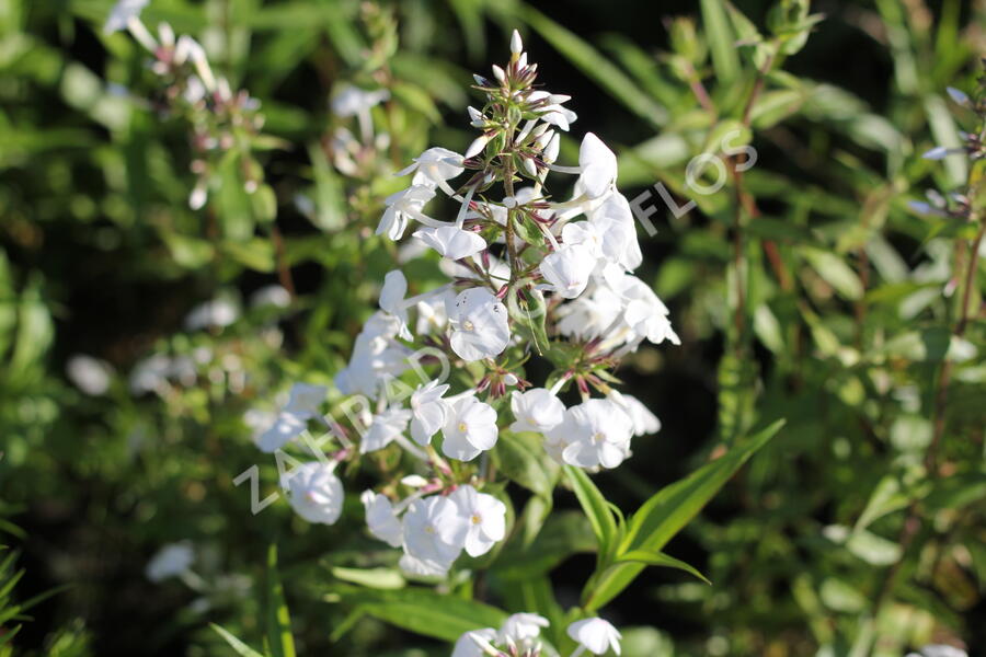 Plamenka 'Schneelawine' - Phlox maculata 'Schneelawine'