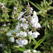 Plamenka 'Schneelawine' - Phlox maculata 'Schneelawine'