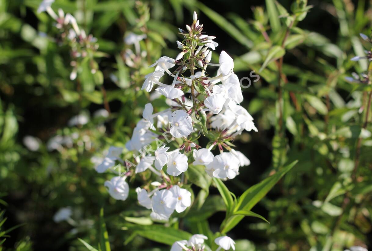 Plamenka 'Schneelawine' - Phlox maculata 'Schneelawine'