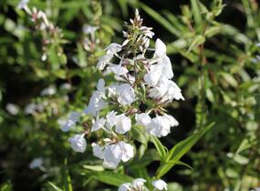 Plamenka 'Schneelawine' - Phlox maculata 'Schneelawine'