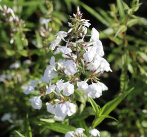 Plamenka 'Schneelawine' - Phlox maculata 'Schneelawine'