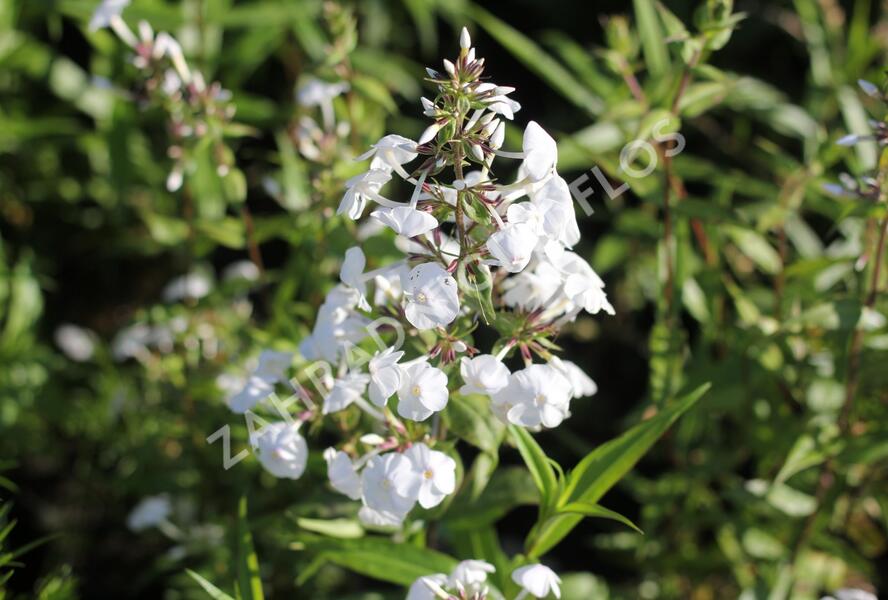 Plamenka 'Schneelawine' - Phlox maculata 'Schneelawine'