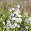 Plamenka 'Schneelawine' - Phlox maculata 'Schneelawine'