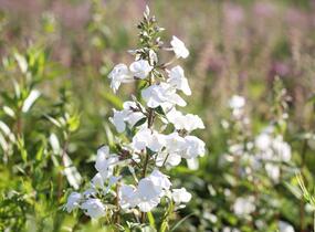 Plamenka 'Schneelawine' - Phlox maculata 'Schneelawine'