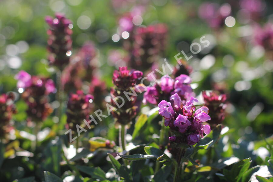 Černohlávek velkokvětý 'Gruß an Isernhagen' - Prunella grandiflora 'Gruß an Isernhagen'