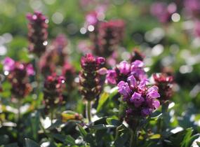 Černohlávek velkokvětý 'Gruß an Isernhagen' - Prunella grandiflora 'Gruß an Isernhagen'