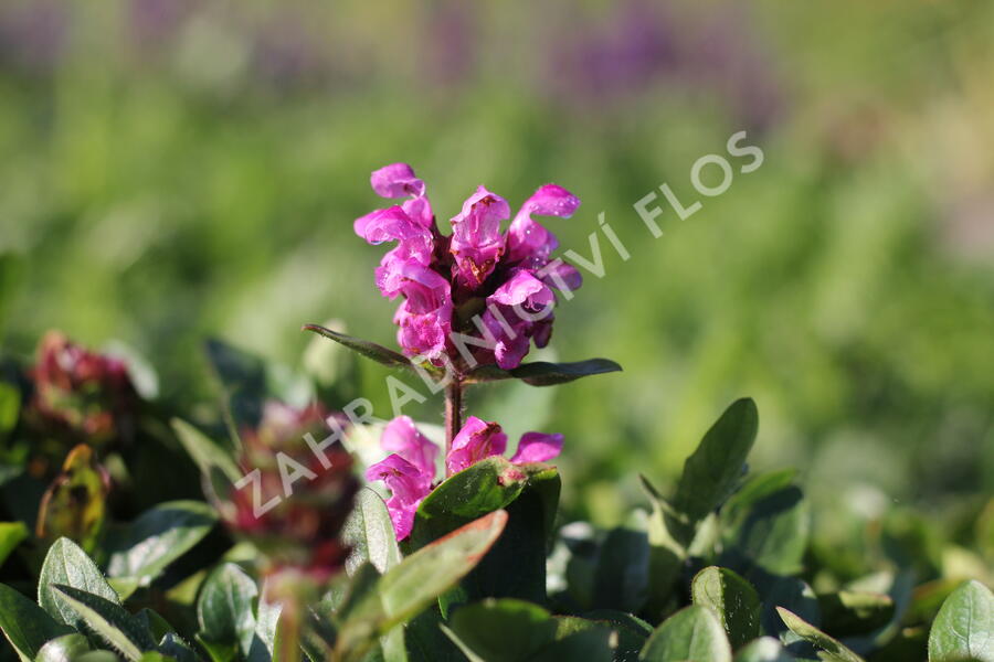 Černohlávek velkokvětý 'Gruß an Isernhagen' - Prunella grandiflora 'Gruß an Isernhagen'