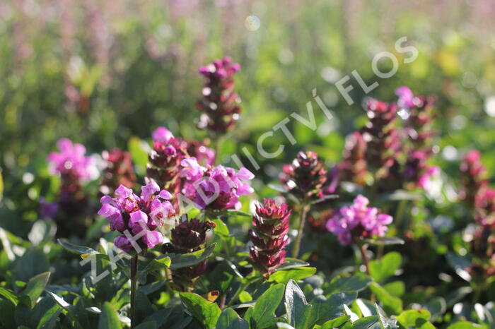 Černohlávek velkokvětý 'Gruß an Isernhagen' - Prunella grandiflora 'Gruß an Isernhagen'