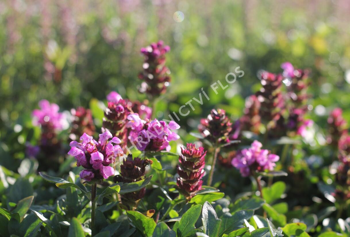 Černohlávek velkokvětý 'Gruß an Isernhagen' - Prunella grandiflora 'Gruß an Isernhagen'
