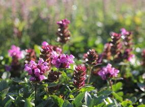 Černohlávek velkokvětý 'Gruß an Isernhagen' - Prunella grandiflora 'Gruß an Isernhagen'
