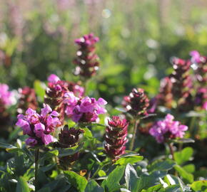 Černohlávek velkokvětý 'Gruß an Isernhagen' - Prunella grandiflora 'Gruß an Isernhagen'