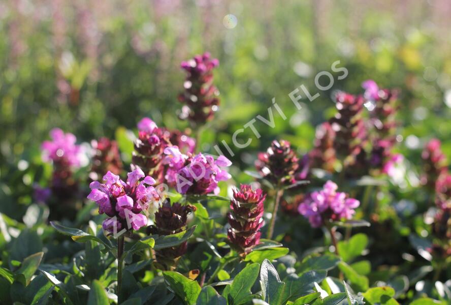 Černohlávek velkokvětý 'Gruß an Isernhagen' - Prunella grandiflora 'Gruß an Isernhagen'