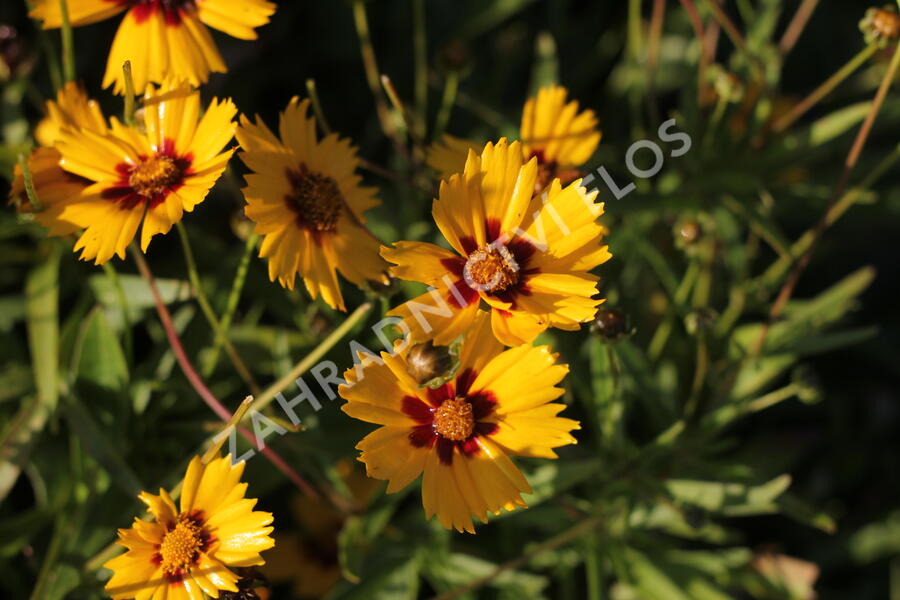 Krásnoočko velkokvěté 'Sonnenkind' - Coreopsis grandiflora 'Sonnenkind'