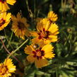 Krásnoočko velkokvěté 'Sonnenkind' - Coreopsis grandiflora 'Sonnenkind'