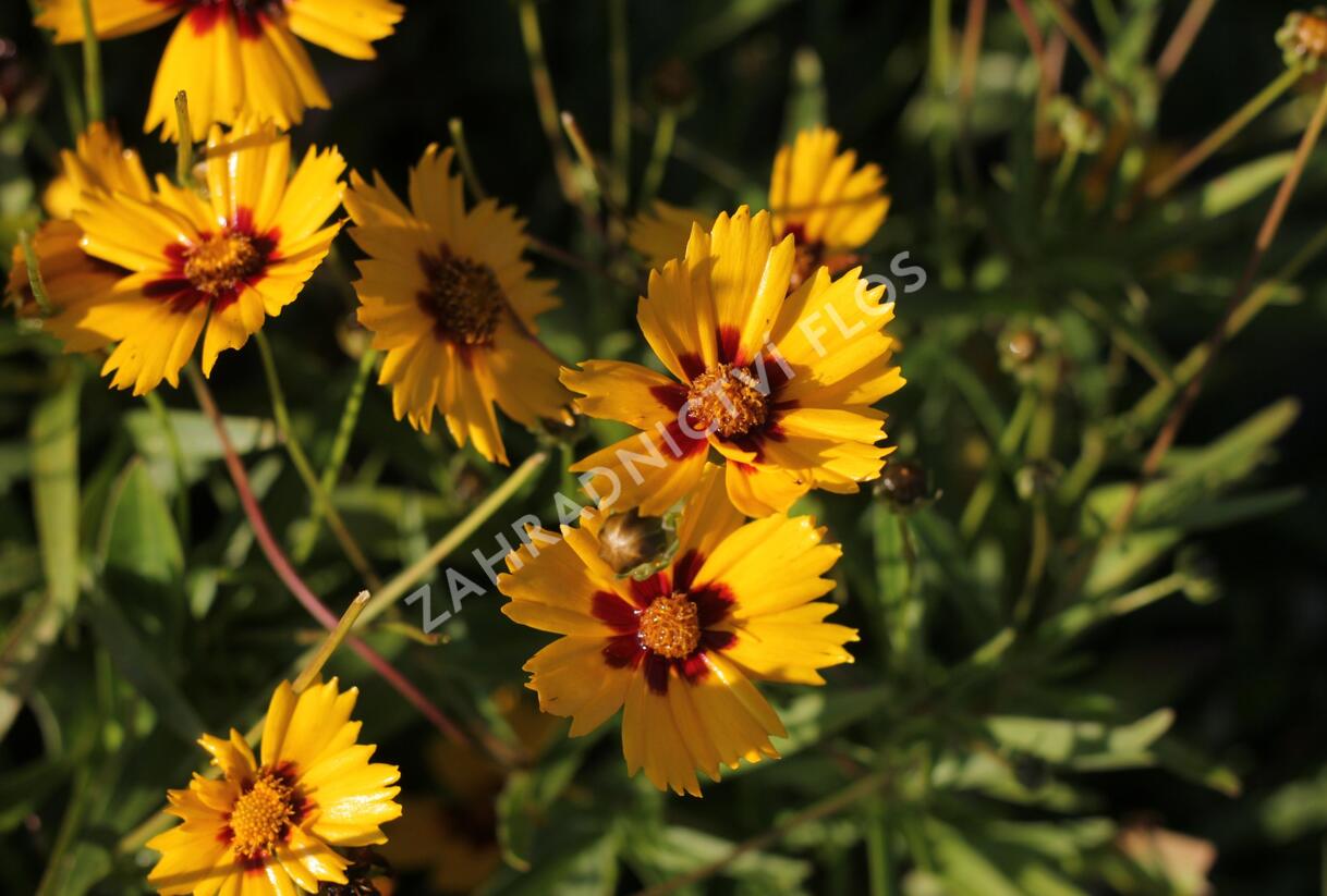 Krásnoočko velkokvěté 'Sonnenkind' - Coreopsis grandiflora 'Sonnenkind'