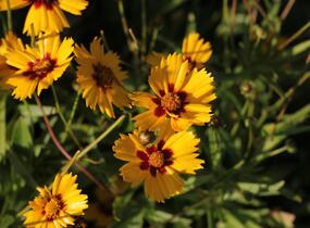 Krásnoočko velkokvěté 'Sonnenkind' - Coreopsis grandiflora 'Sonnenkind'