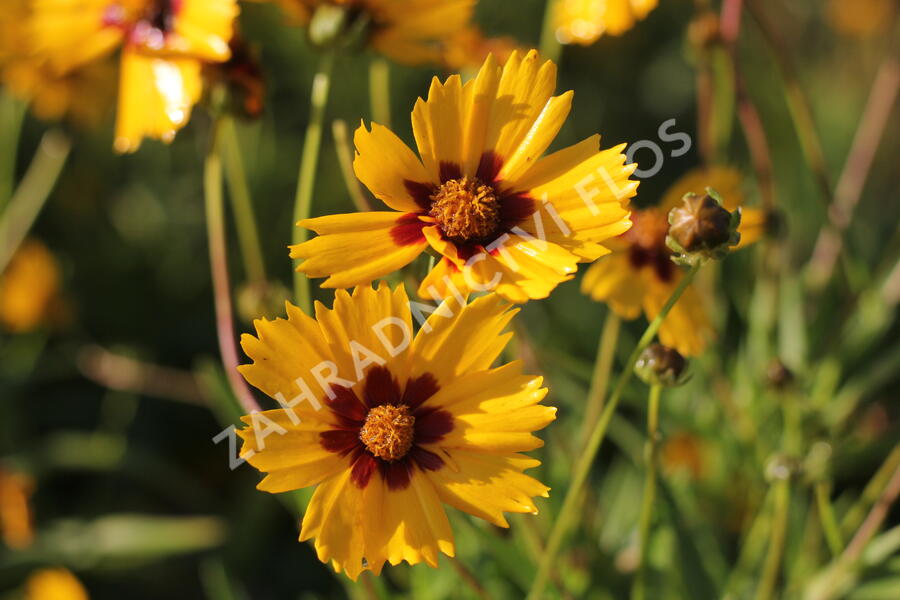 Krásnoočko velkokvěté 'Sonnenkind' - Coreopsis grandiflora 'Sonnenkind'