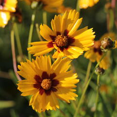 Krásnoočko velkokvěté 'Sonnenkind' - Coreopsis grandiflora 'Sonnenkind'