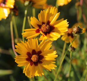 Krásnoočko velkokvěté 'Sonnenkind' - Coreopsis grandiflora 'Sonnenkind'